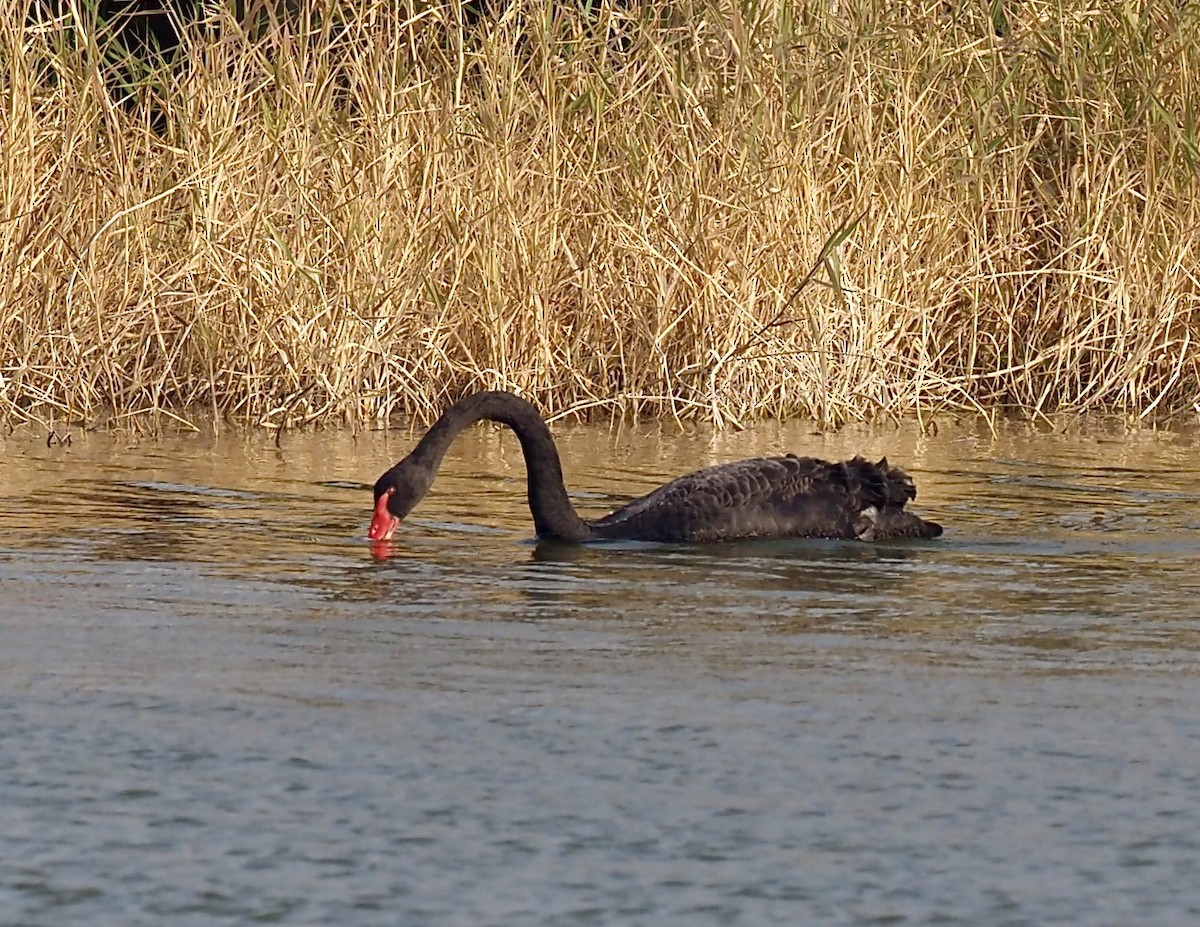 Black Swan - ML630173027