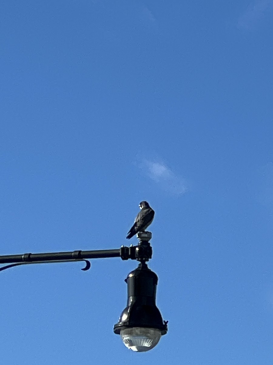 遊隼 - ML630173054