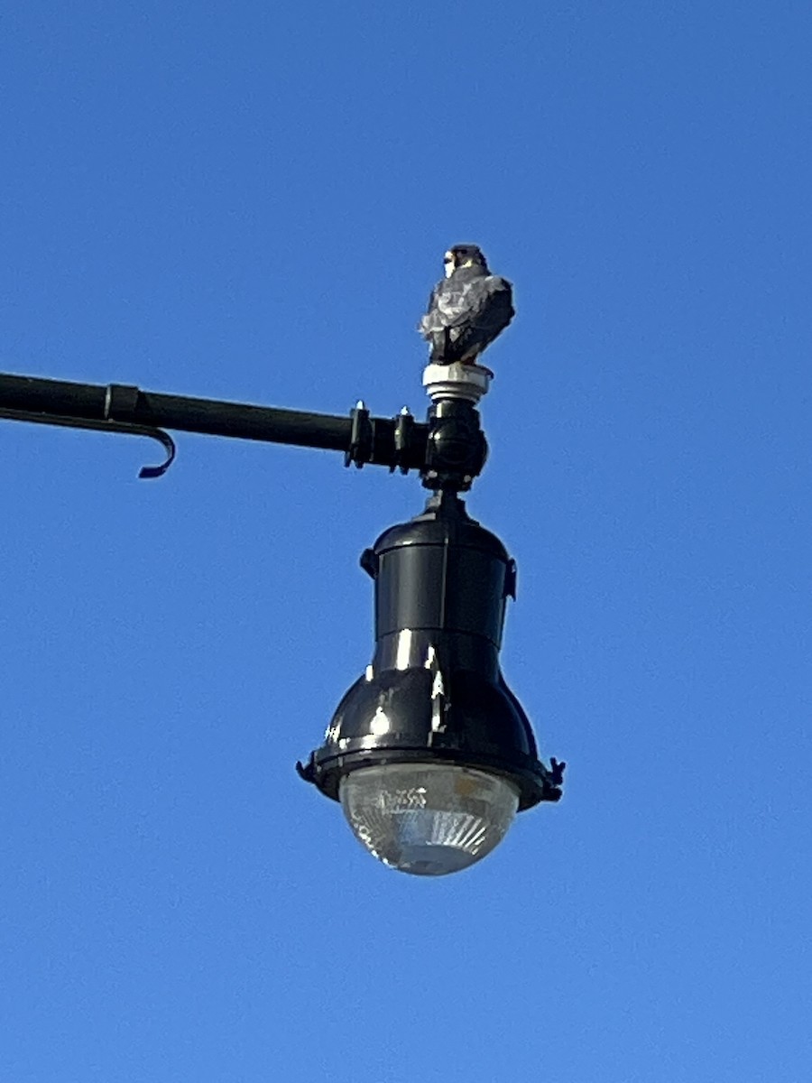 遊隼 - ML630173062