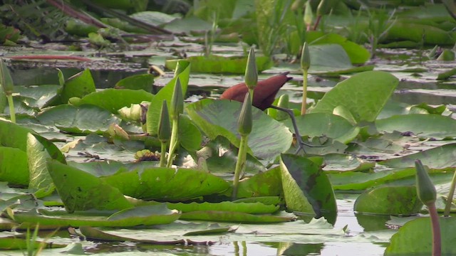 African Jacana - ML630173070