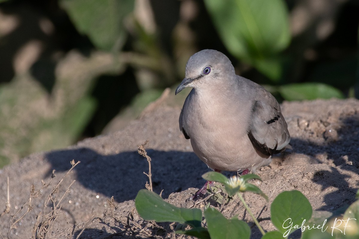 Picui Ground Dove - ML630173116