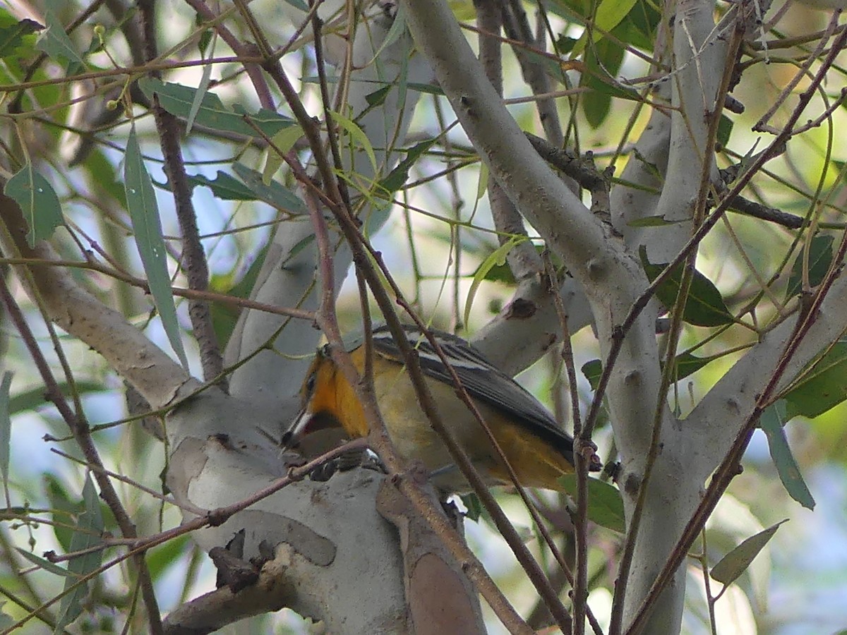 Bullock's Oriole - ML630173169