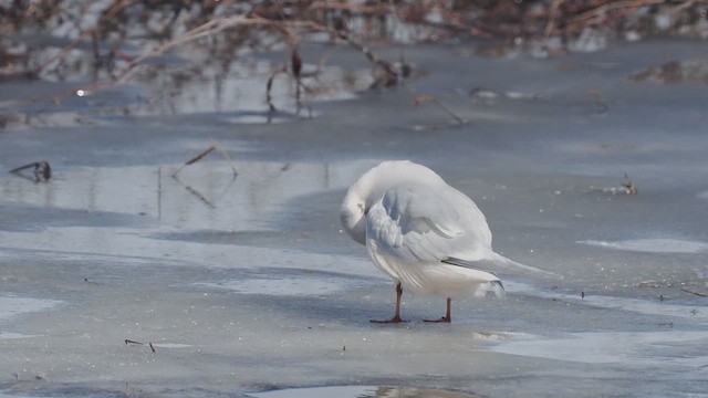 ヒメクビワカモメ - ML630173319