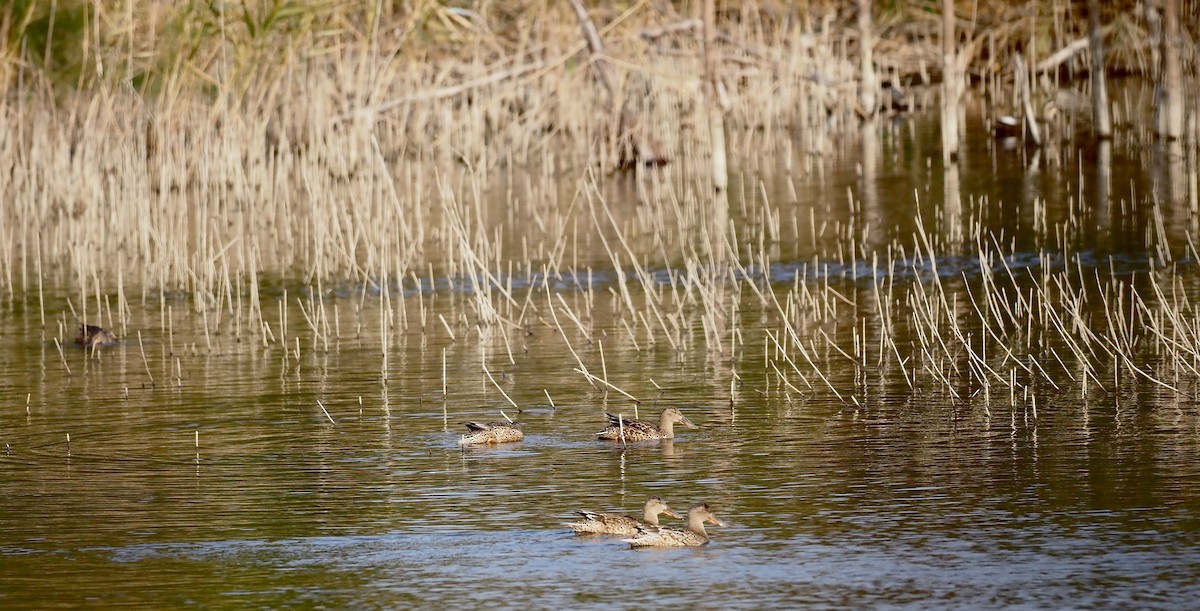 Northern Shoveler - ML630173324