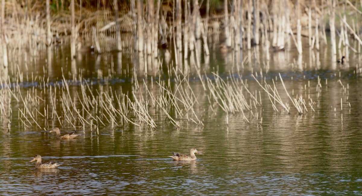 Northern Shoveler - ML630173325