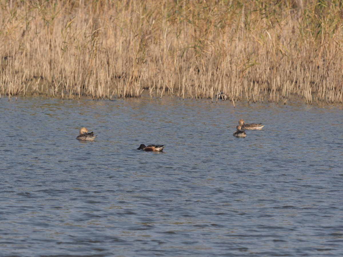Northern Shoveler - ML630173326