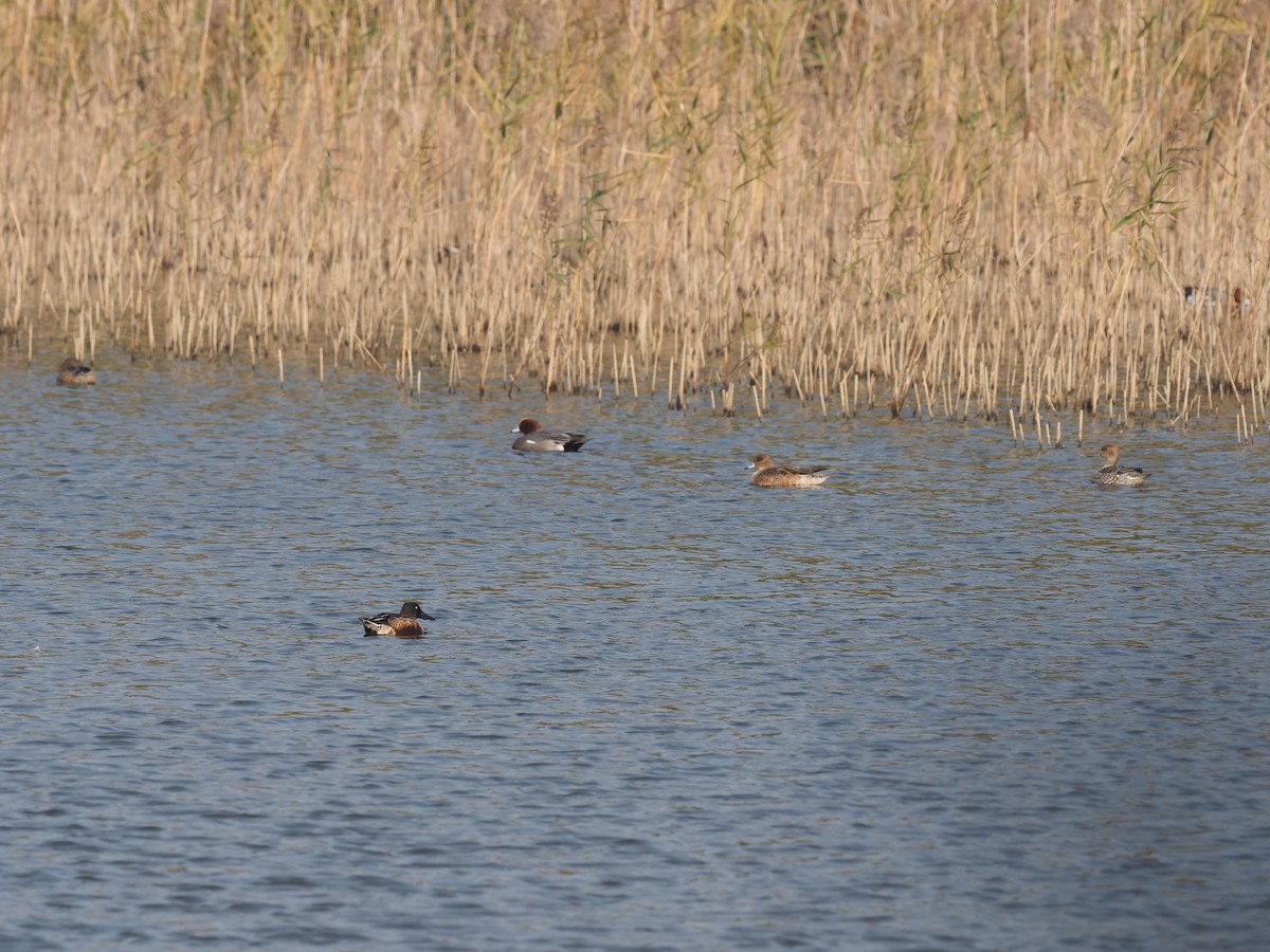 Northern Shoveler - ML630173328