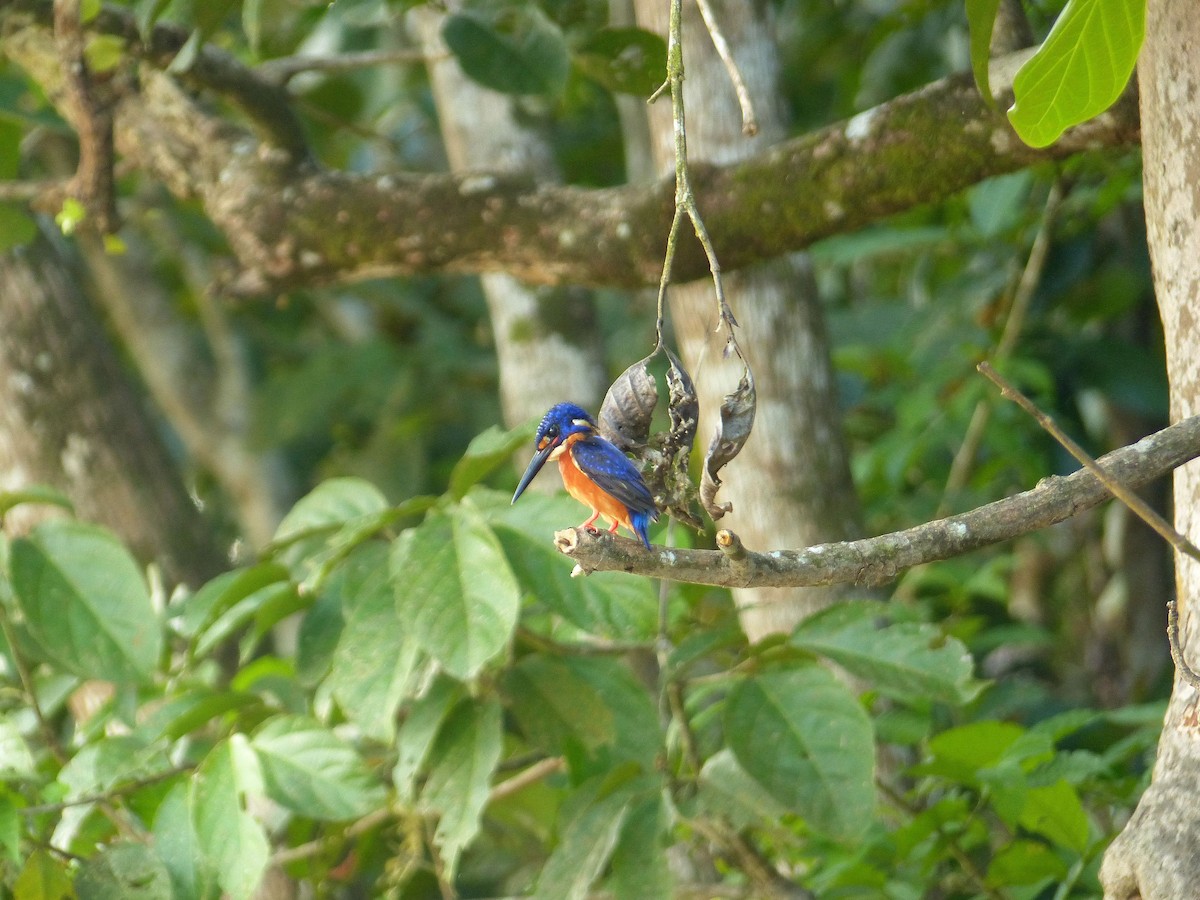 Blue-eared Kingfisher - ML630173341