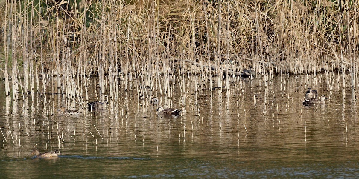Eastern Spot-billed Duck - ML630173385