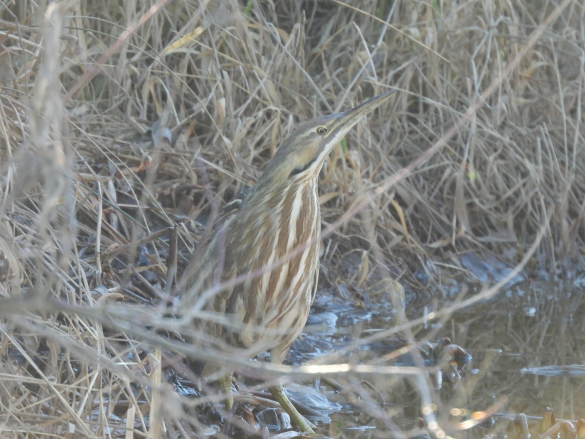 American Bittern - ML630173413