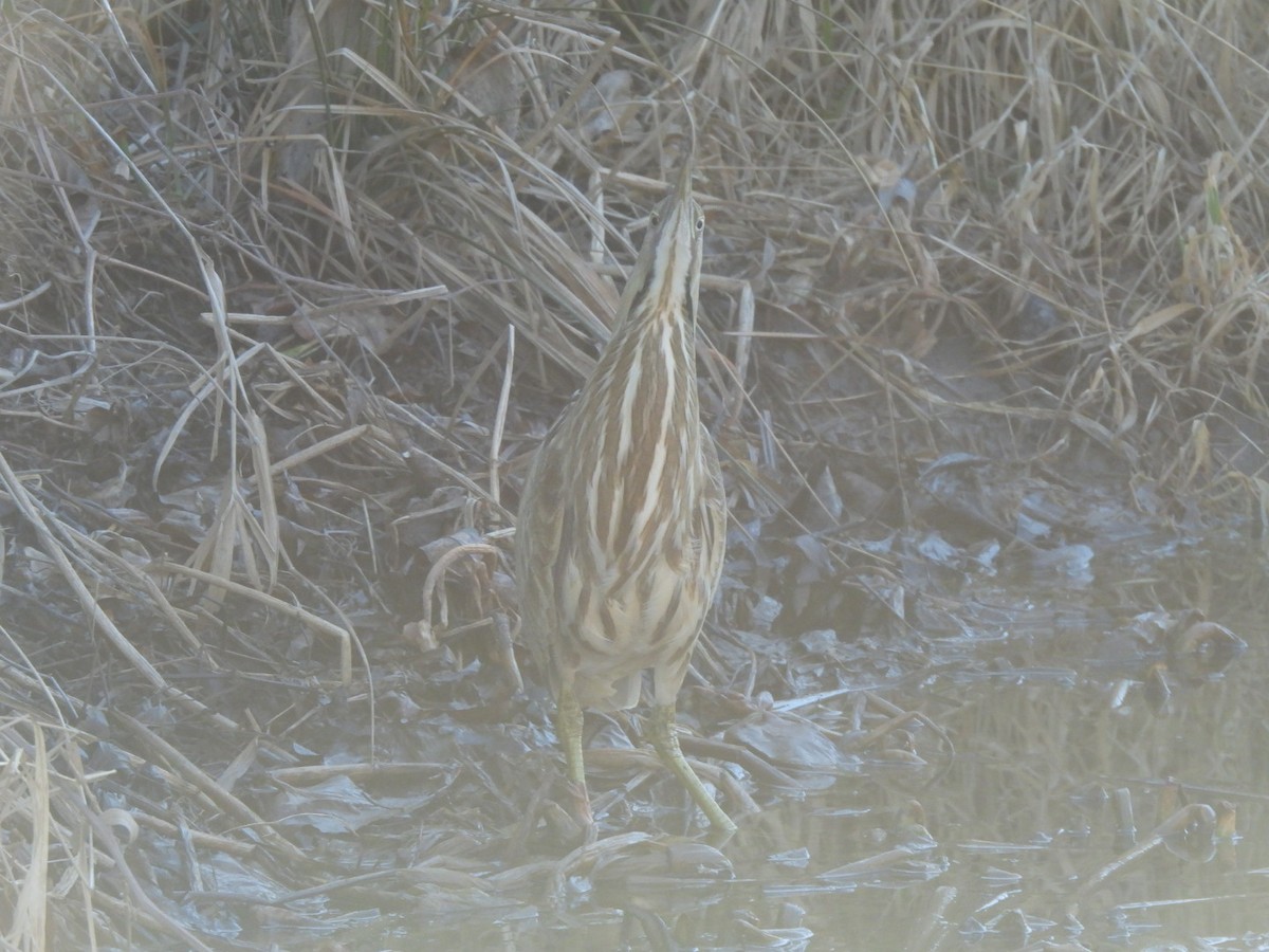 American Bittern - ML630173414