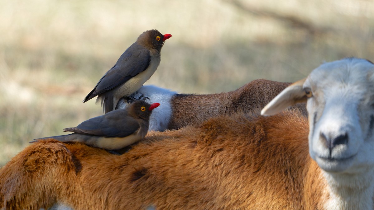 Red-billed Oxpecker - ML630173566