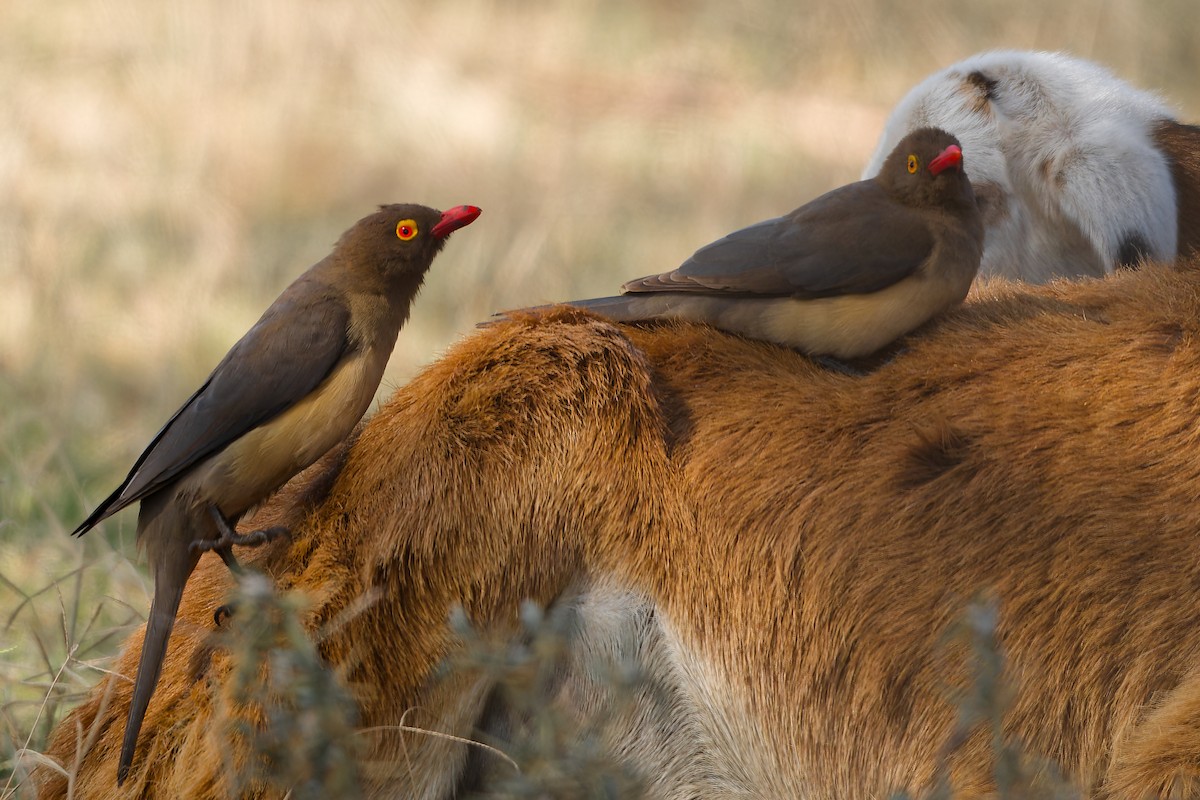 Red-billed Oxpecker - ML630173578