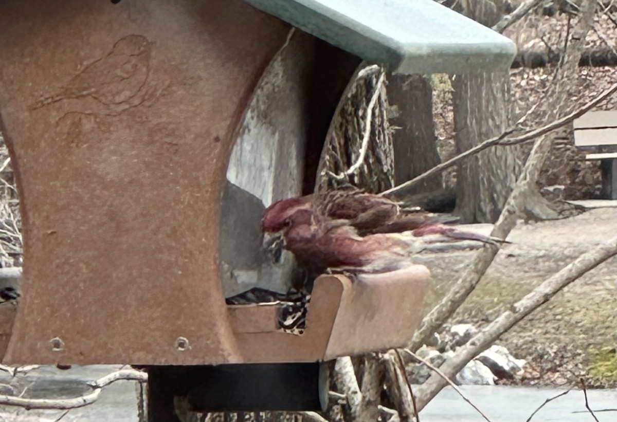 hýl nachový - ML630173593