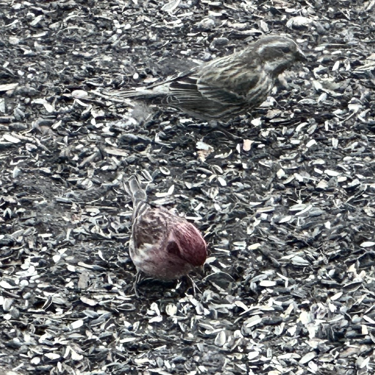 hýl nachový - ML630173594