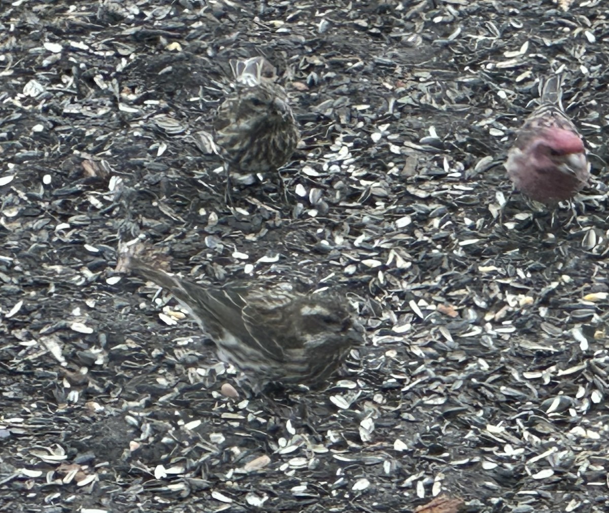 hýl nachový - ML630173595