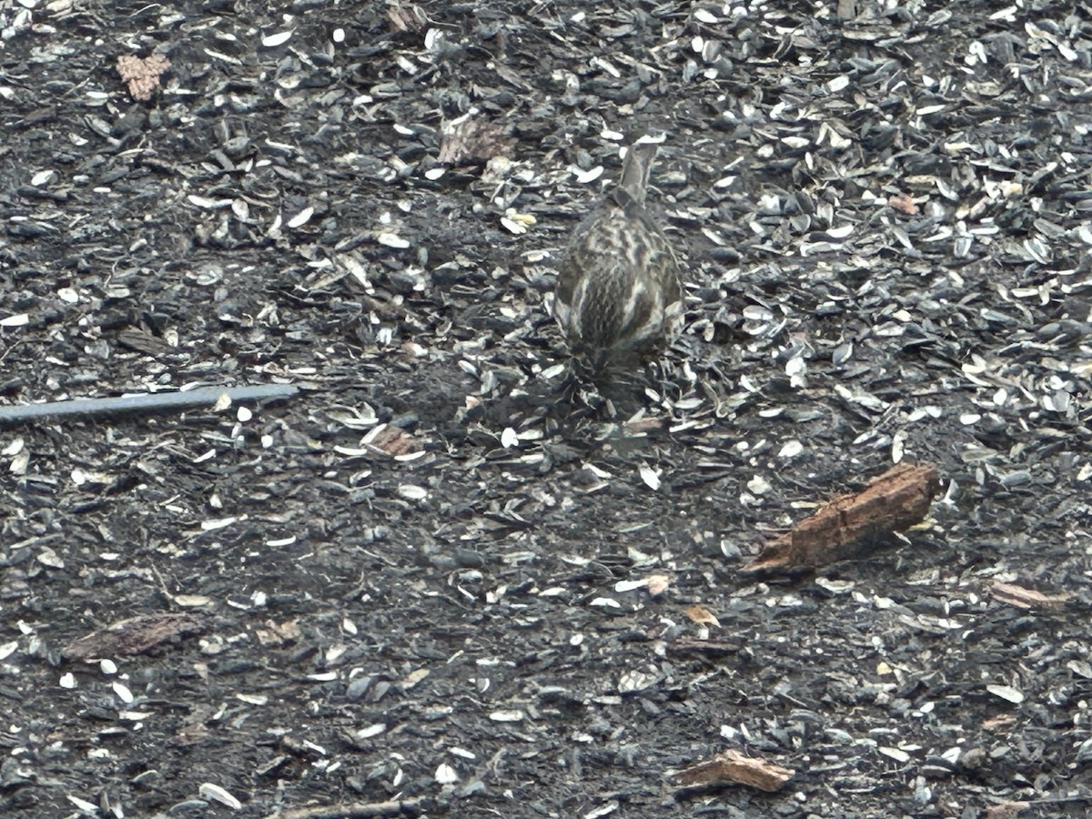 hýl nachový - ML630173596