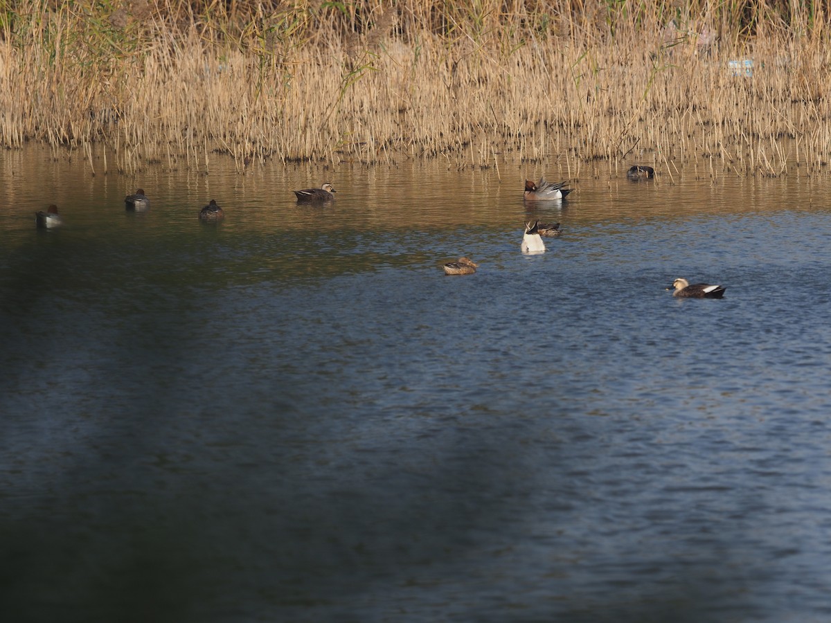 Northern Pintail - ML630173601