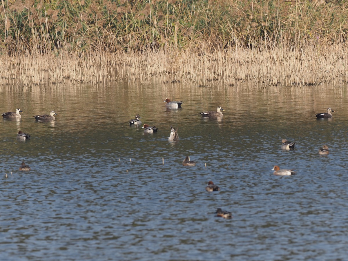 Northern Pintail - ML630173602