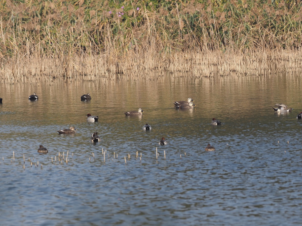Northern Pintail - ML630173603