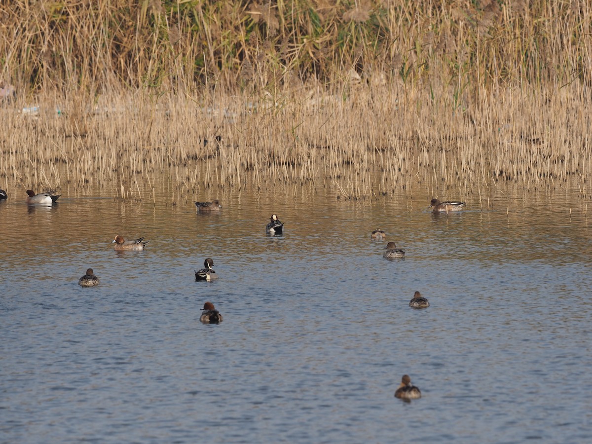Northern Pintail - ML630173605