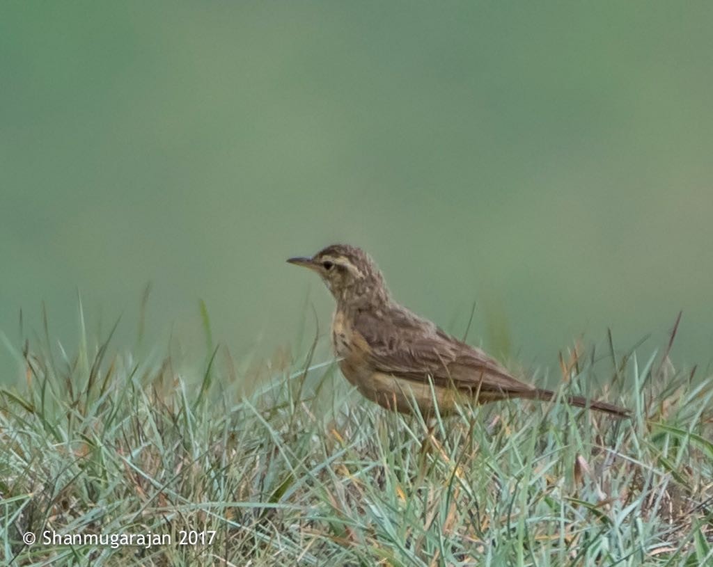 Long-billed Pipit - Anonymous