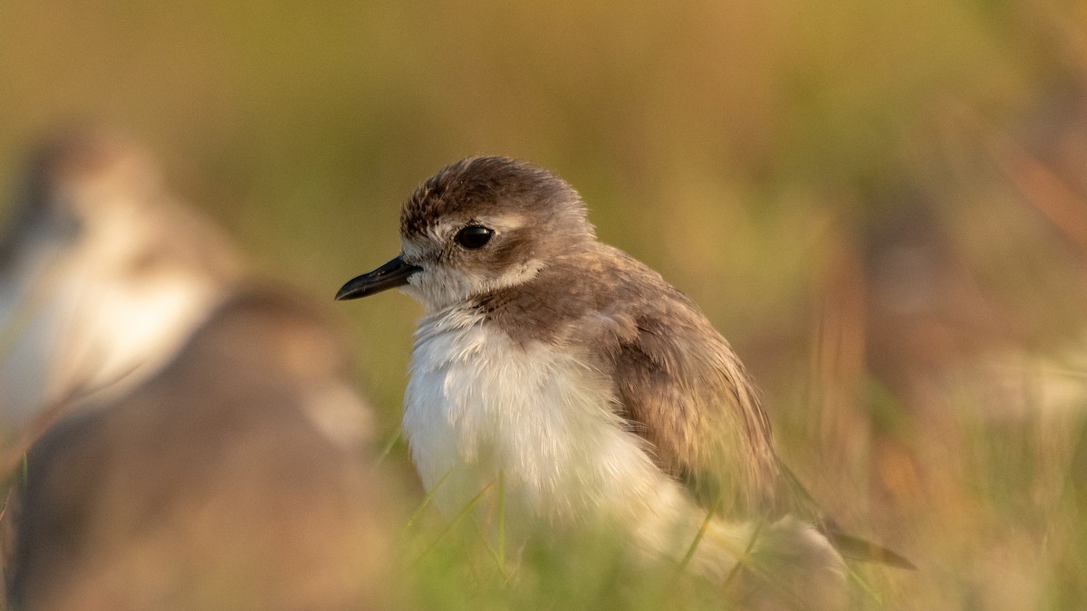 Tibetan Sand-Plover - ML630173633