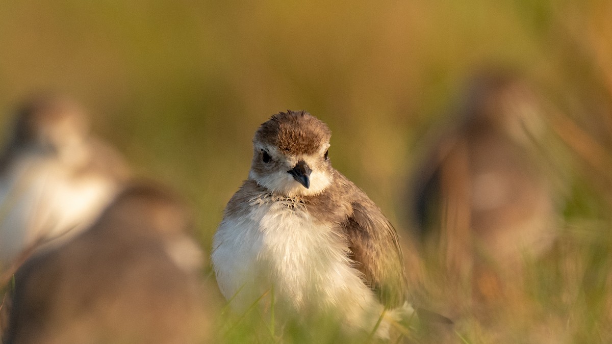 Tibetan Sand-Plover - ML630173634