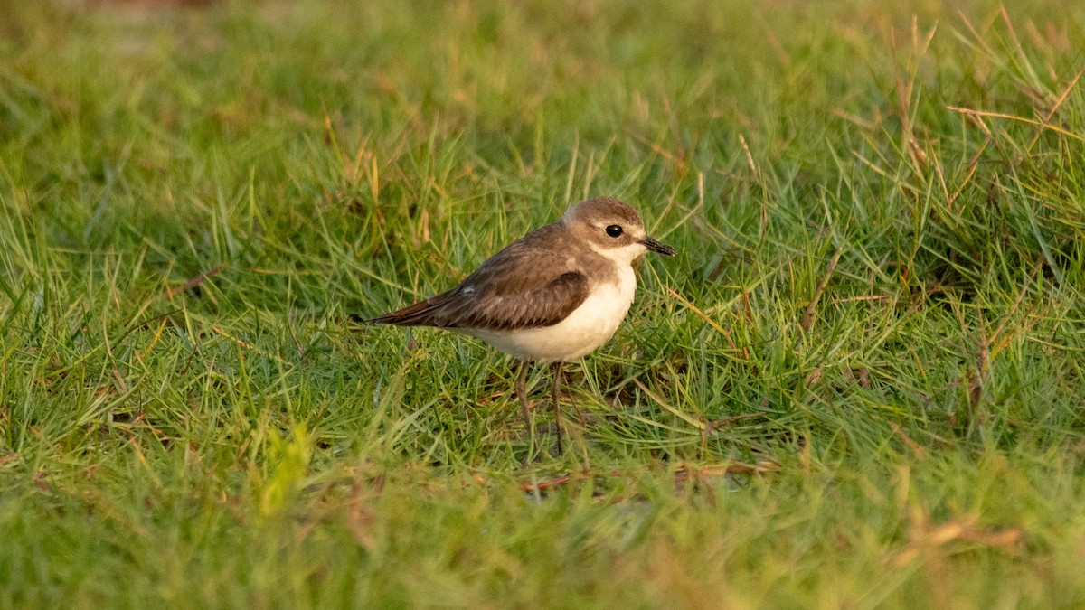 Tibetan Sand-Plover - ML630173635