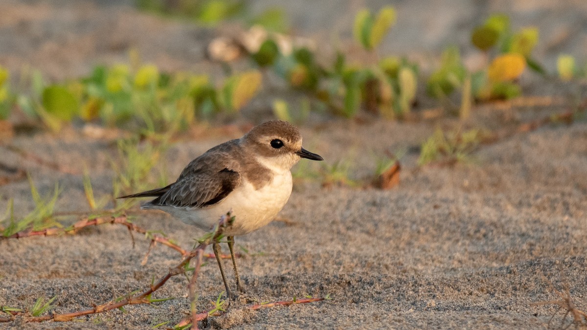 Tibetan Sand-Plover - ML630173636