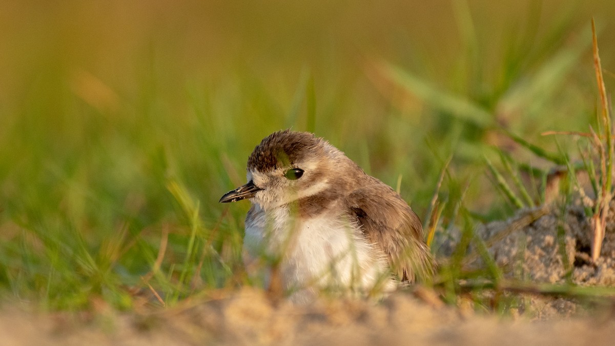 Tibetan Sand-Plover - ML630173637