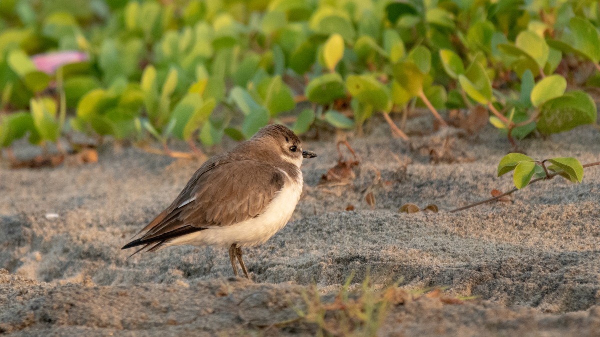 Tibetan Sand-Plover - ML630173638