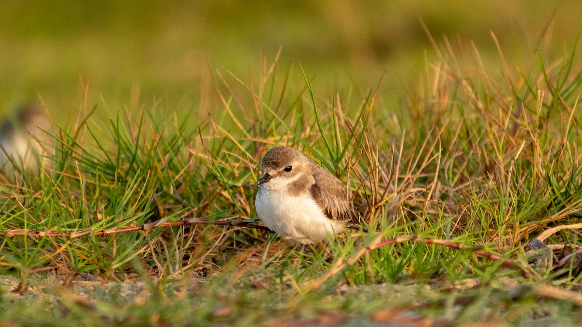 Tibetan Sand-Plover - ML630173639