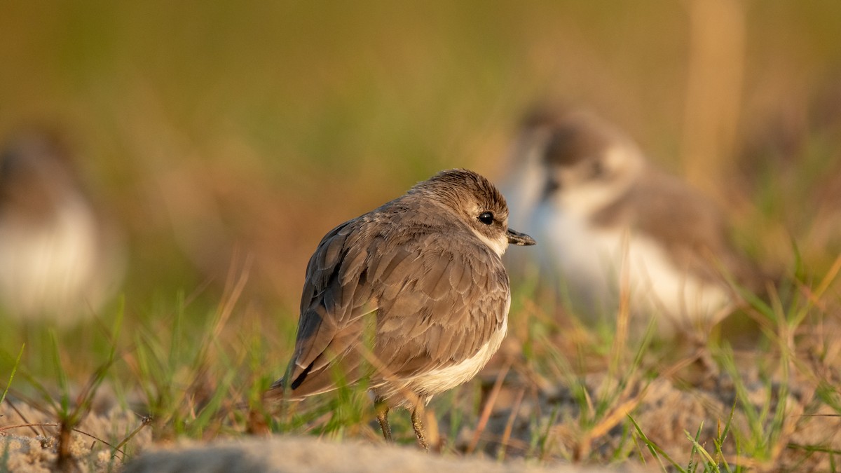 Tibetan Sand-Plover - ML630173640