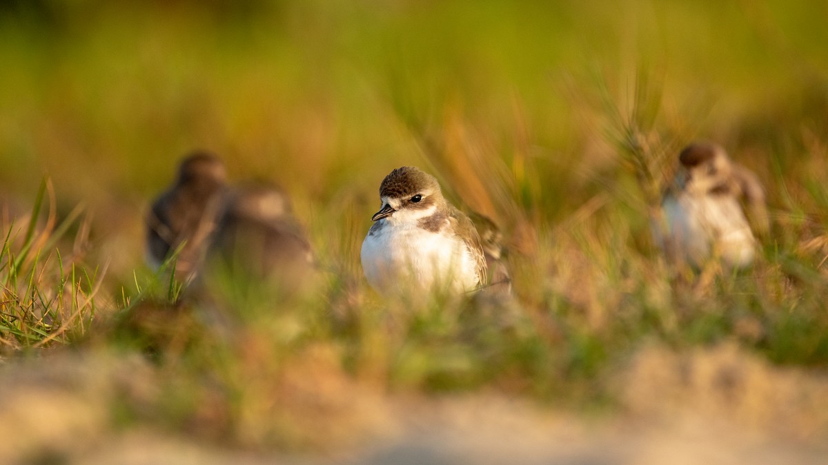 Tibetan Sand-Plover - ML630173646