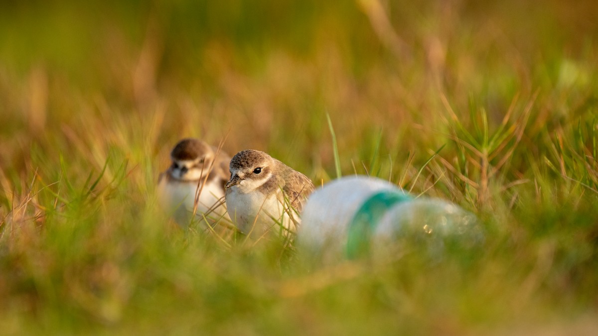 Tibetan Sand-Plover - ML630173647