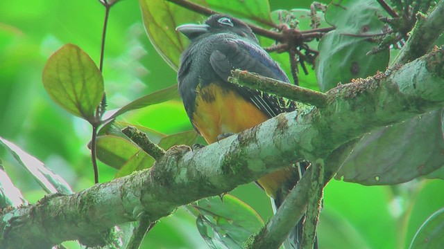 White-tailed Trogon - ML630173663