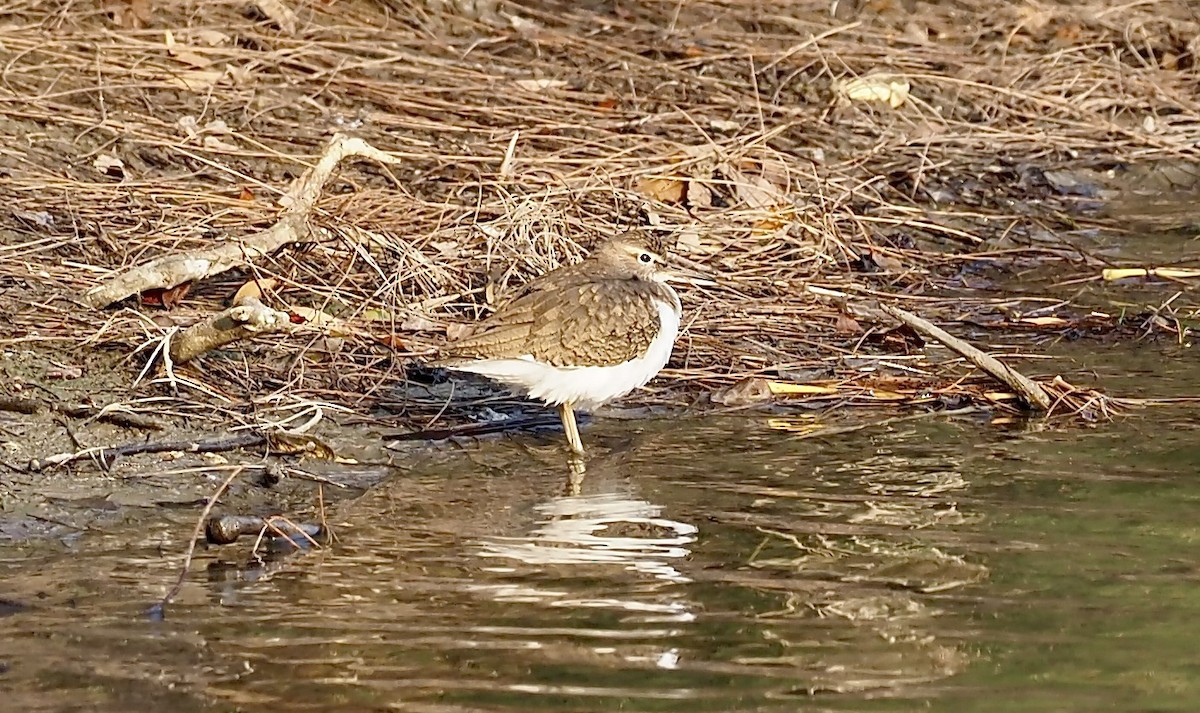 Common Sandpiper - ML630173667