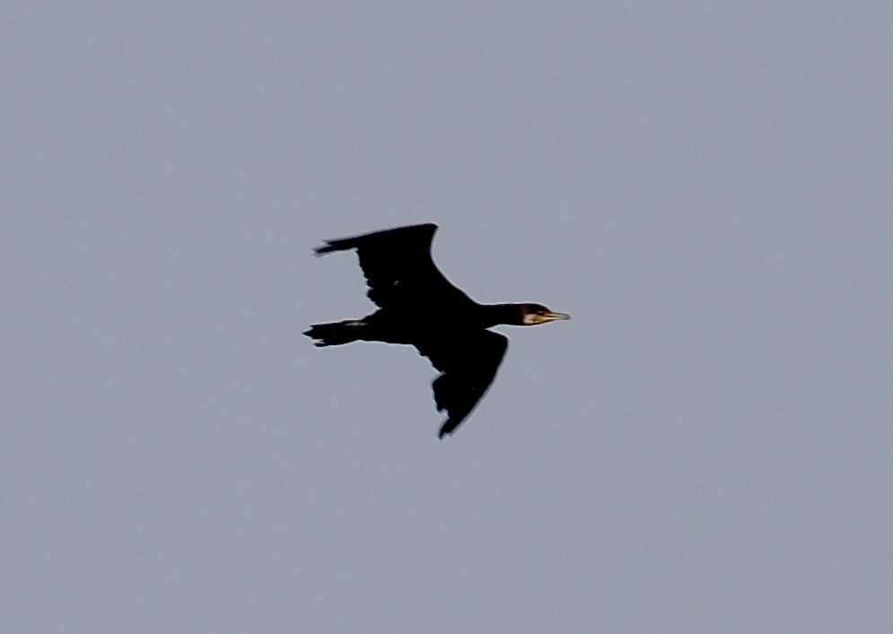 Great Cormorant - ML630173710