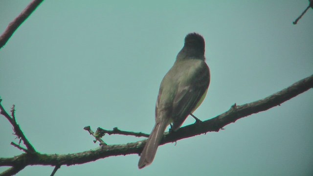 Dusky-capped Flycatcher - ML630173724