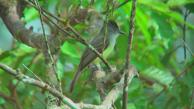 Dusky-capped Flycatcher - ML630173727