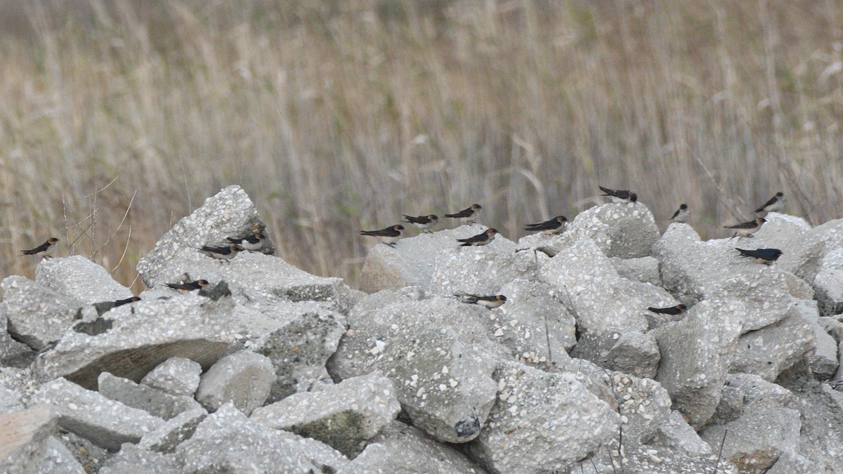 Eastern Red-rumped Swallow (Daurian) - ML630173918