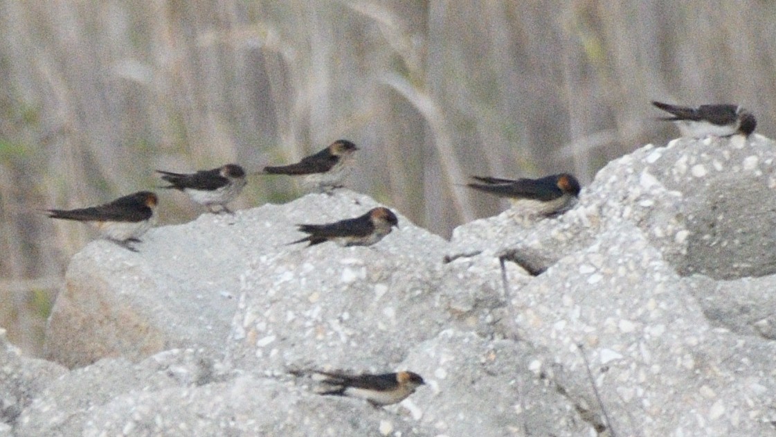 Eastern Red-rumped Swallow (Daurian) - ML630173921