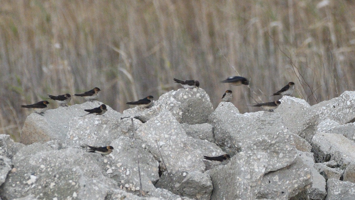 Eastern Red-rumped Swallow (Daurian) - ML630173922