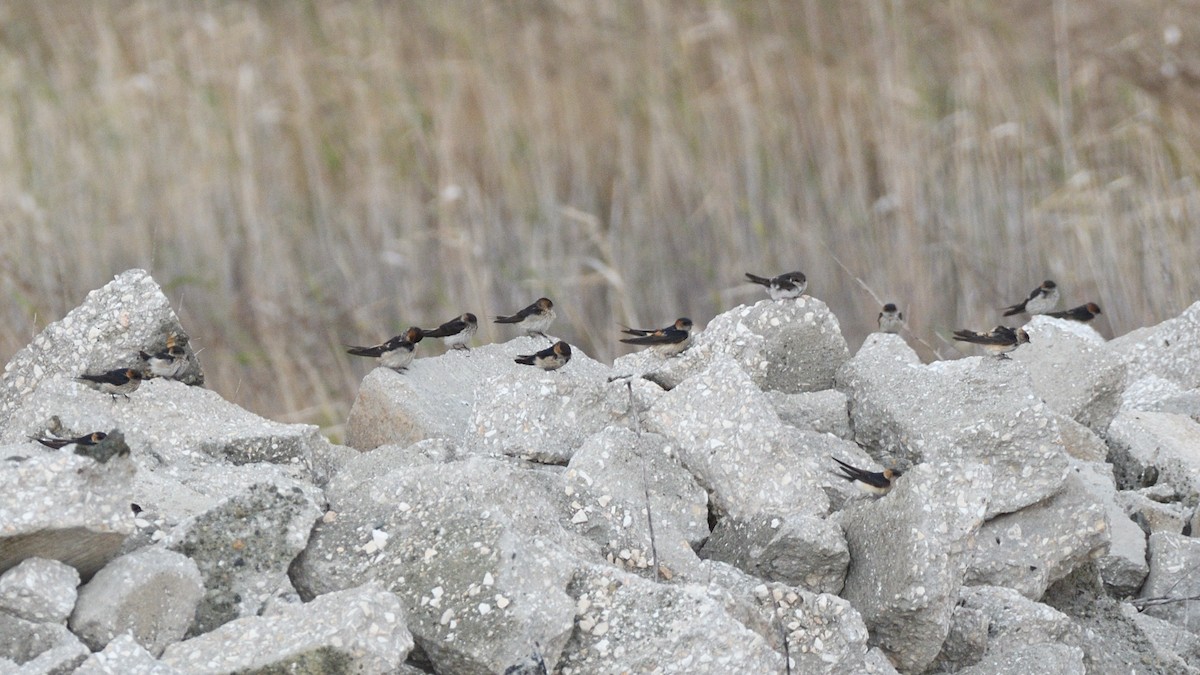 Eastern Red-rumped Swallow (Daurian) - ML630173923