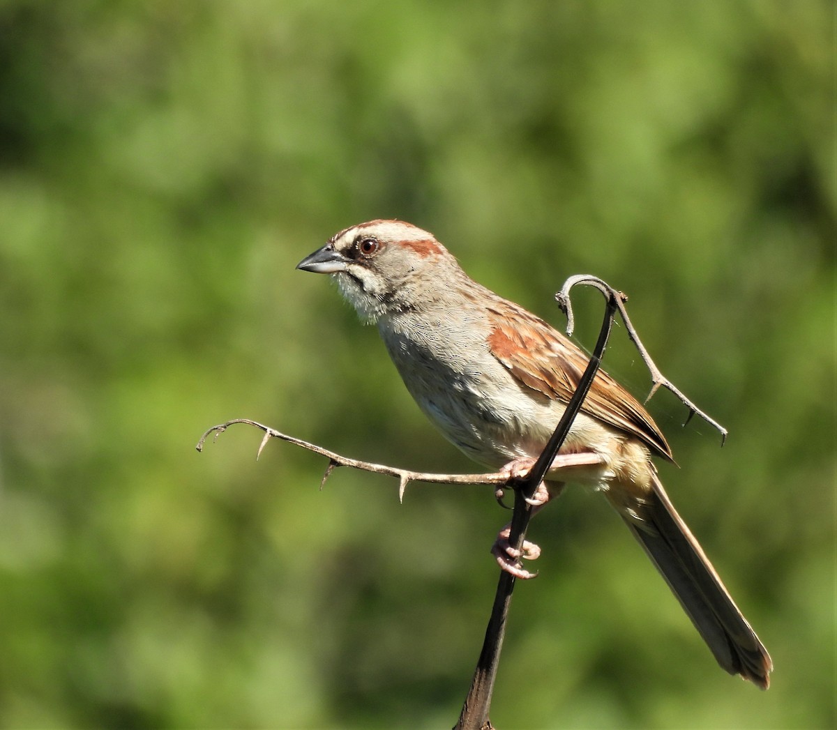 Yungas Sparrow - ML630173948