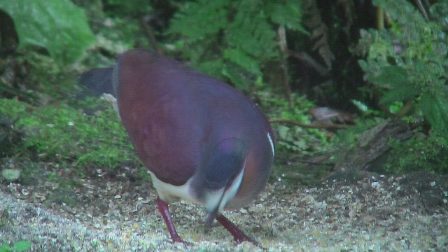 Purple Quail-Dove - ML630173949