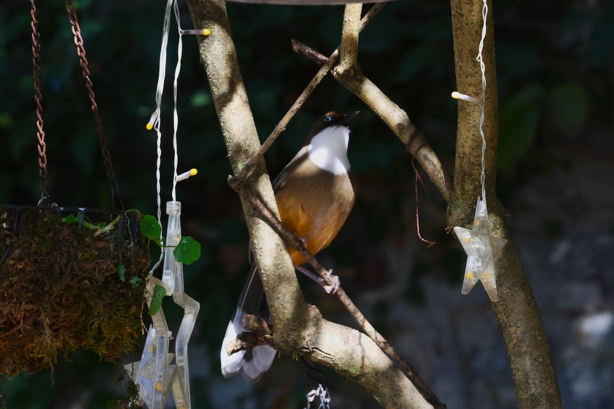 White-throated Laughingthrush - ML630174046