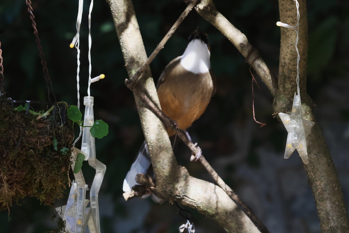 White-throated Laughingthrush - ML630174047