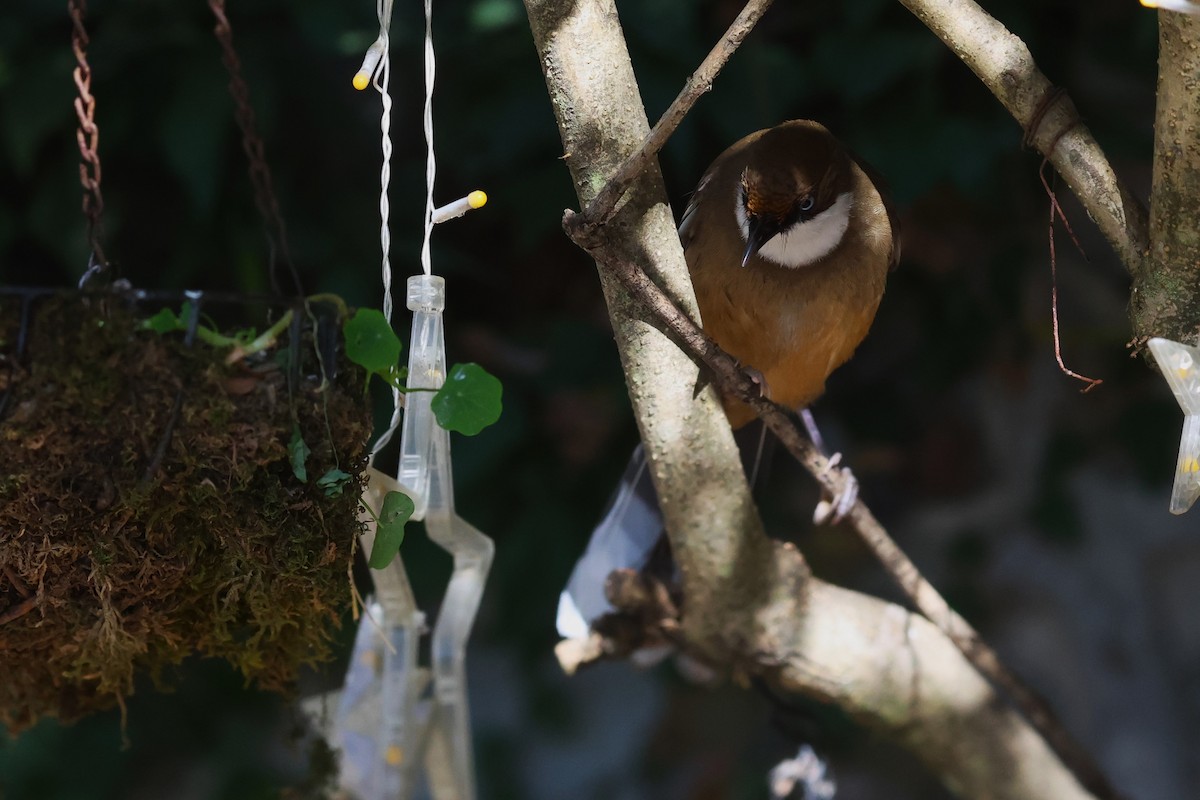White-throated Laughingthrush - ML630174048